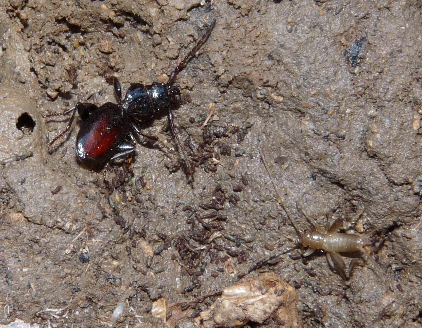 Carabide da determinare: Siagona europaea